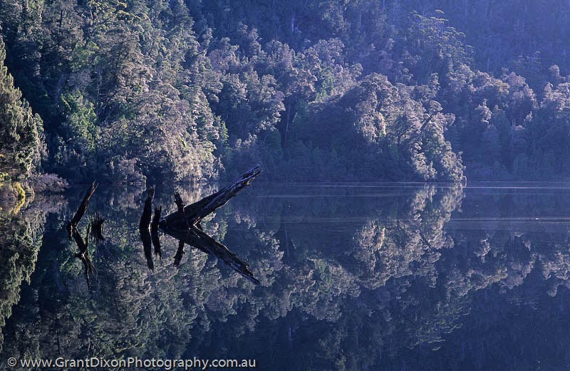image of Rainforest reflection
