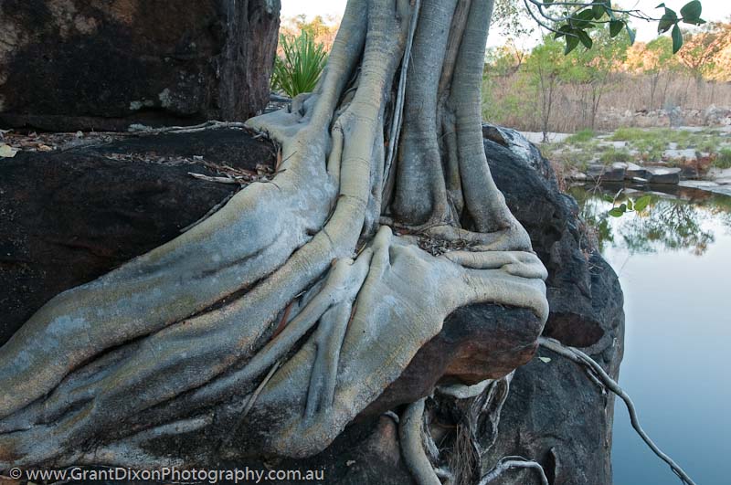 image of Root embrace 2