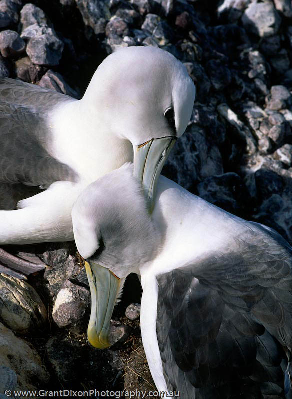 image of Albatross grooming
