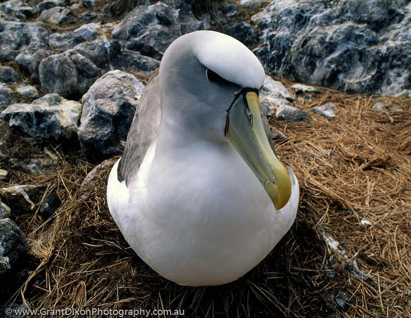image of Albatross Island