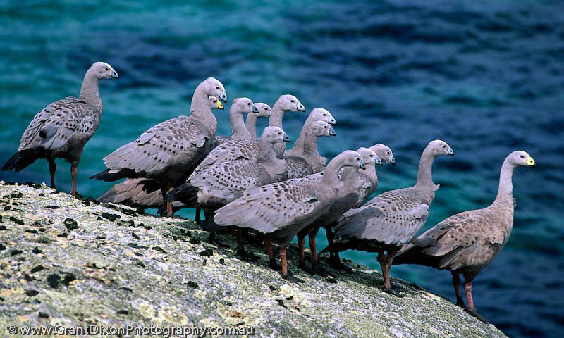 image of Cape Barren geese 1