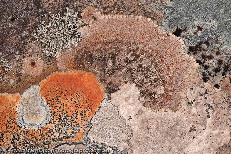 image of Belvoir lichen
