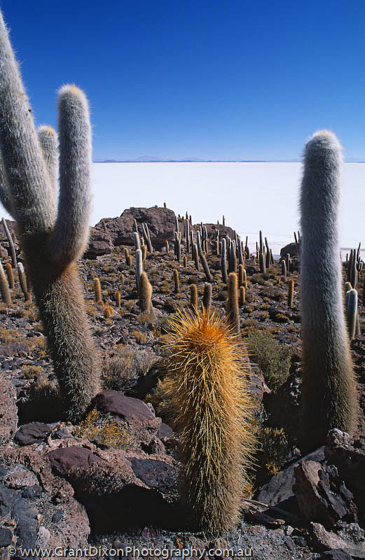 image of Uyuni cacti 1