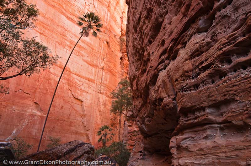 image of Piccaninny Gorge palm 1