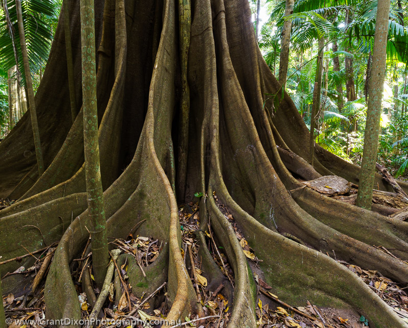 image of Blackall buttress roots 1