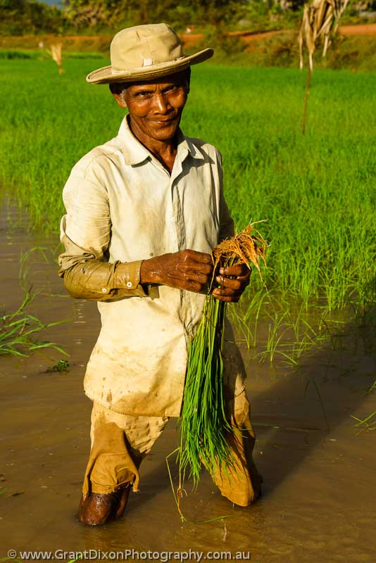 image of Cambodia rice planting 2
