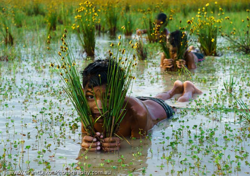 image of Boys playing in rice field 2