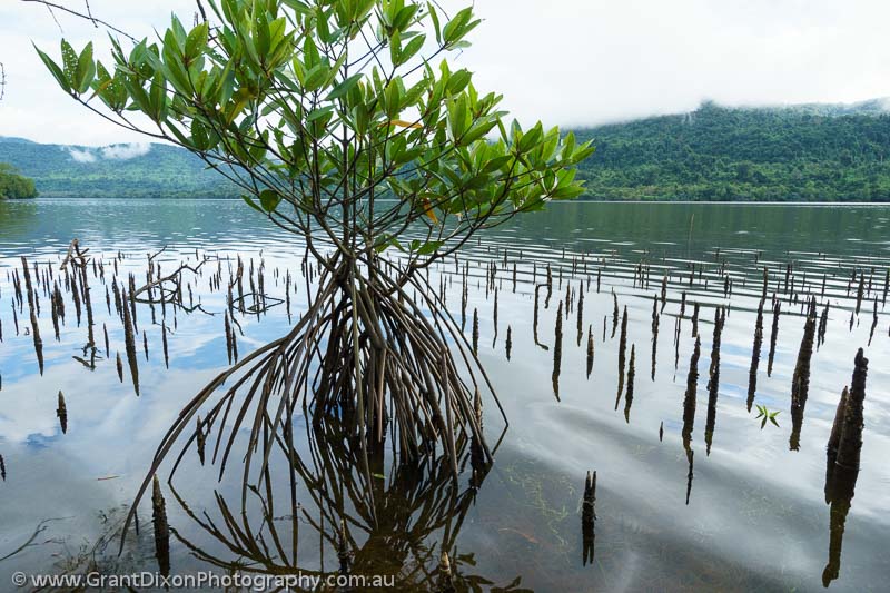 image of Koh Kong mangroves 2