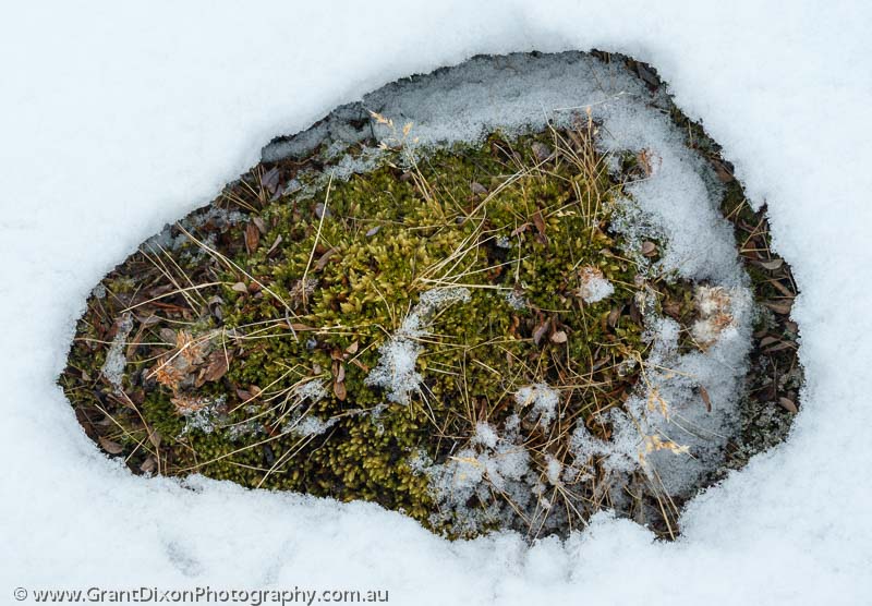 image of Baffin moss