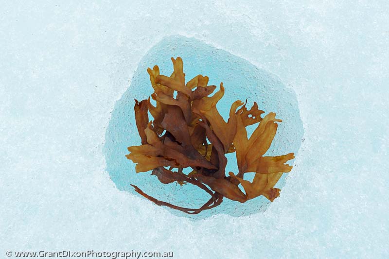 image of Frozen sea weed