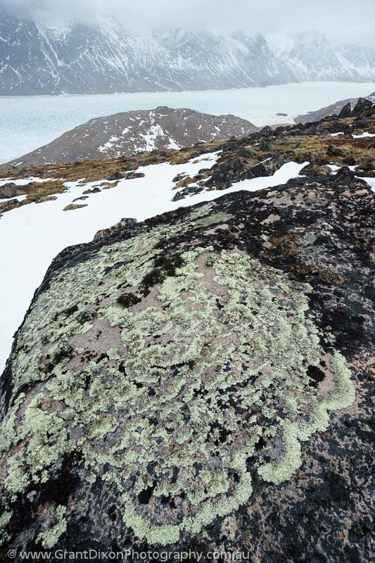 image of Baffin lichen 4