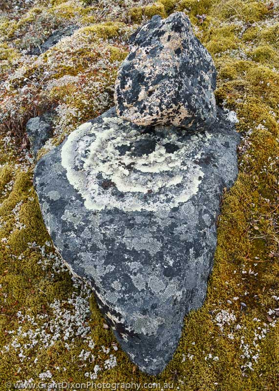 image of Baffin moss & lichen