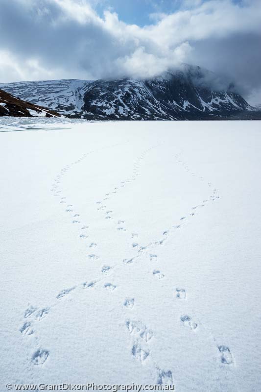 image of Pangnirtung Fiord seagull footprints 2