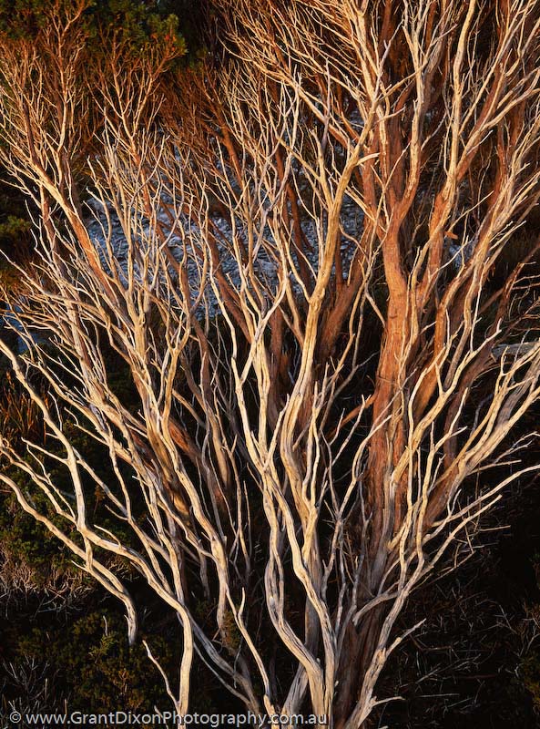 image of Frenchmans shrub