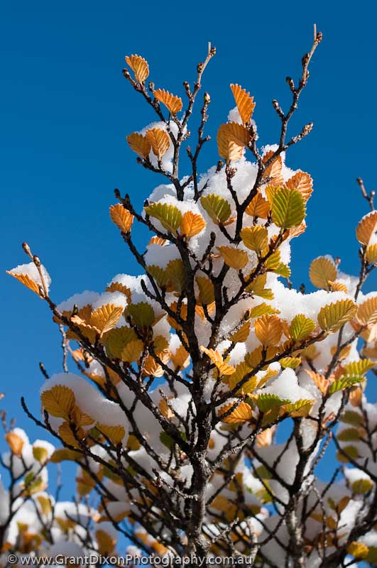 image of Fagus leaves & snow