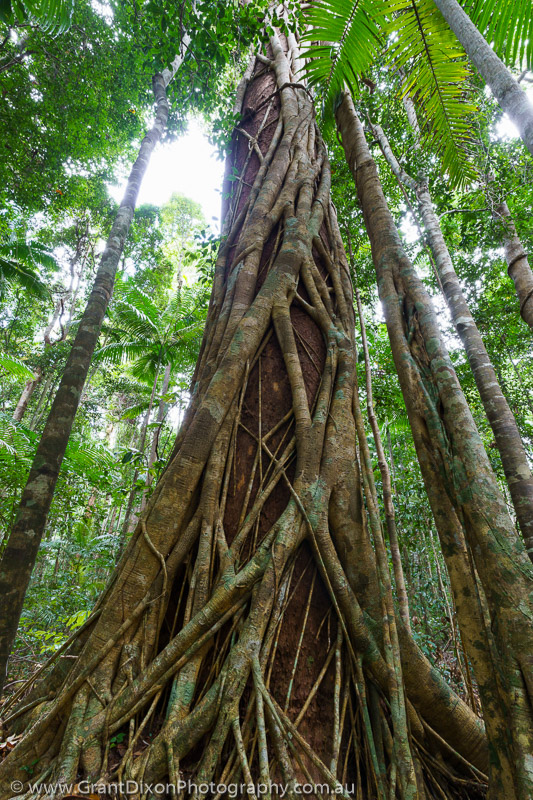 image of Poona strangler fig 1