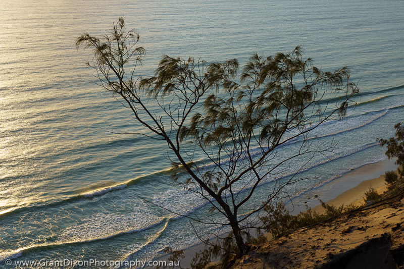 image of Rainbow Beach tree & waves 2