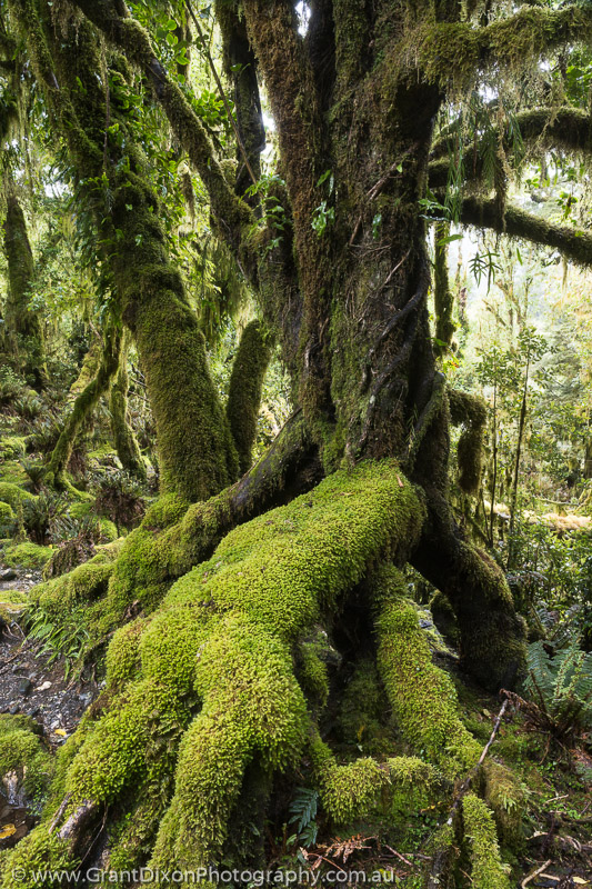 image of Cozette moss forest 2