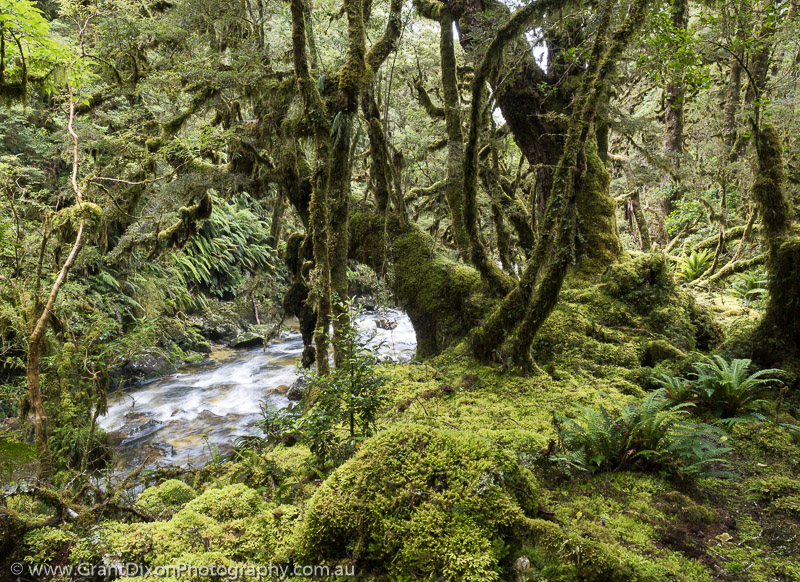 image of Cozette moss forest 3