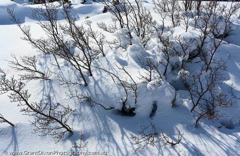 image of Fagus in snow