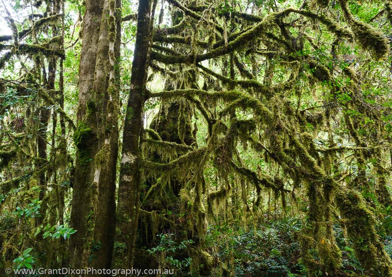 image of Mossy temperate rainforest 1