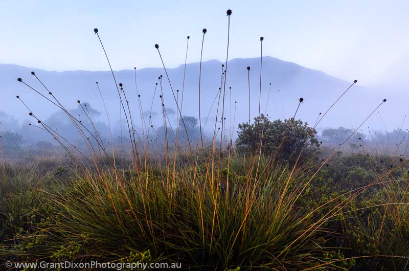 image of Buttongrass dawn