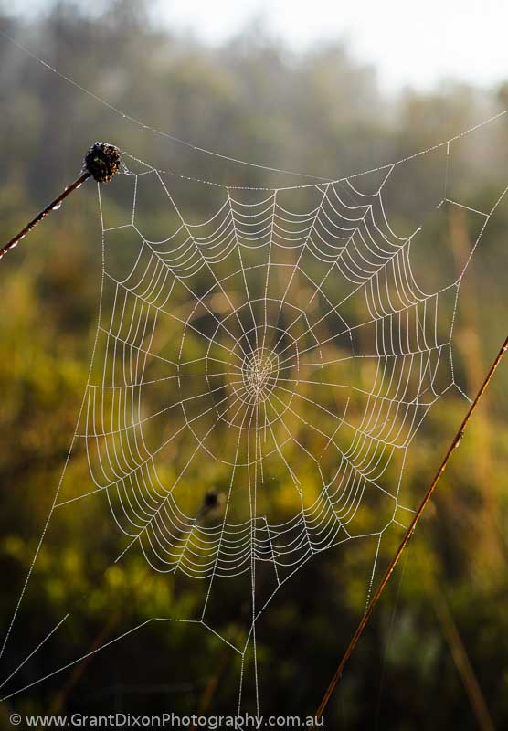 image of Buttongrass web 1