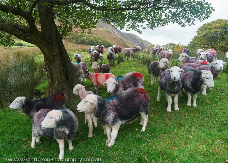 image of Coloured sheep