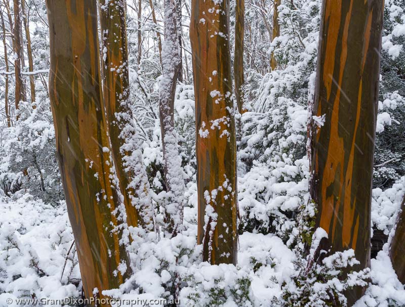 image of Yellow Gums in snow