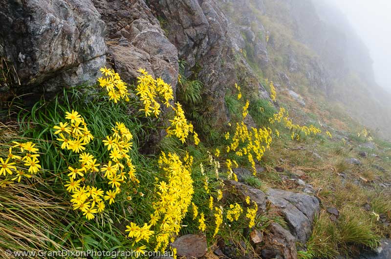 image of Flowering herb in mist