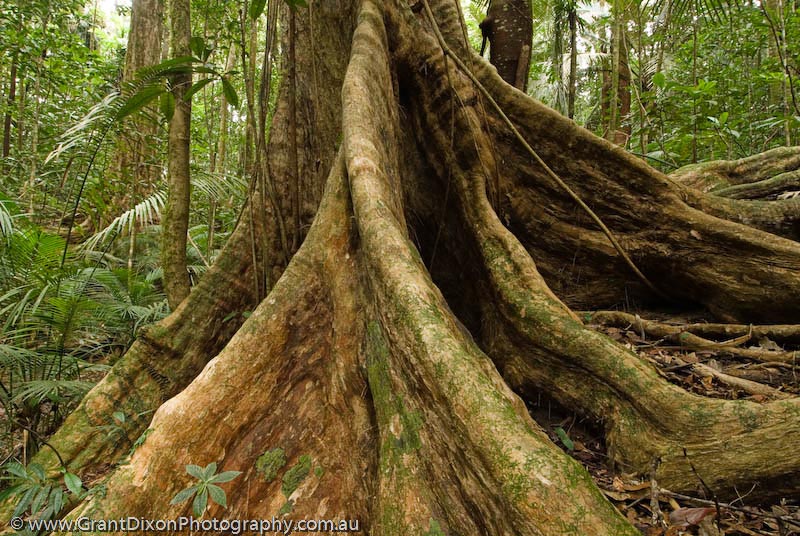 image of Daintree roots 3