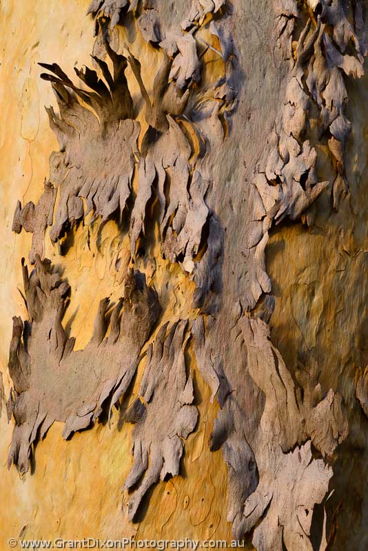 image of Scatterbrain bark