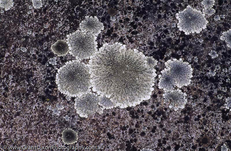 image of Dolerite lichen 1