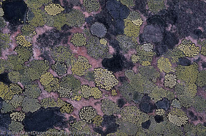image of Quartzite lichen