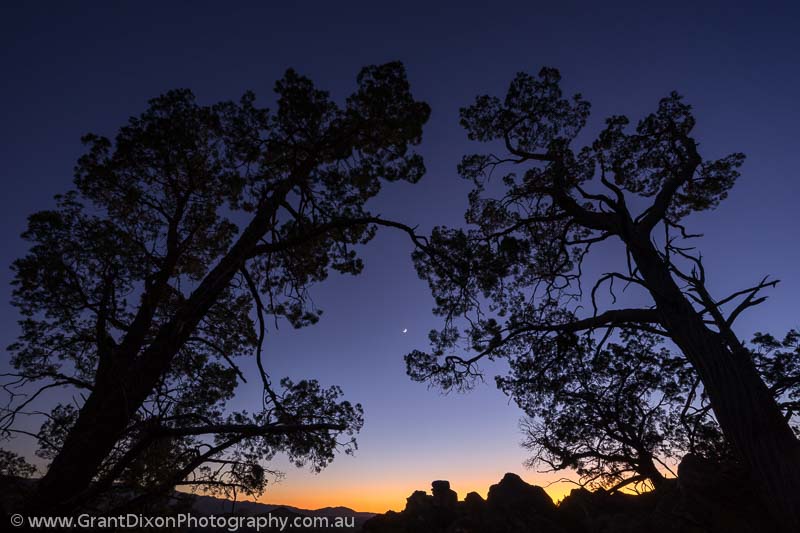 image of Cypress Pines at dawn