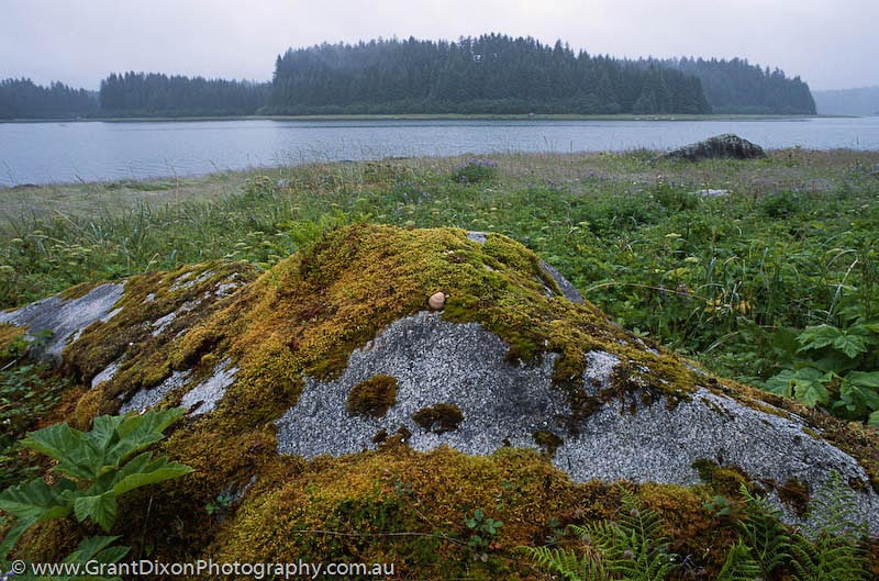 image of Beardslee Islands moss