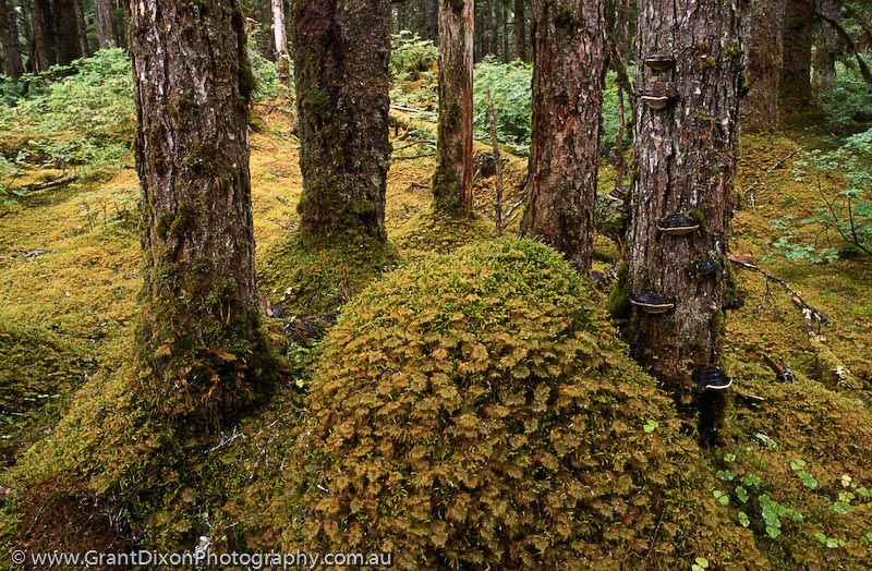 image of Glacier Bay moss forest