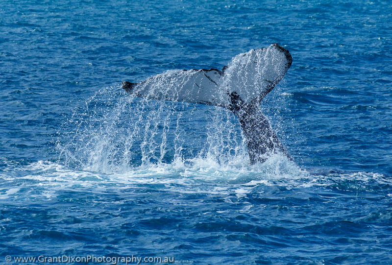 image of Hervey humpback tail spill