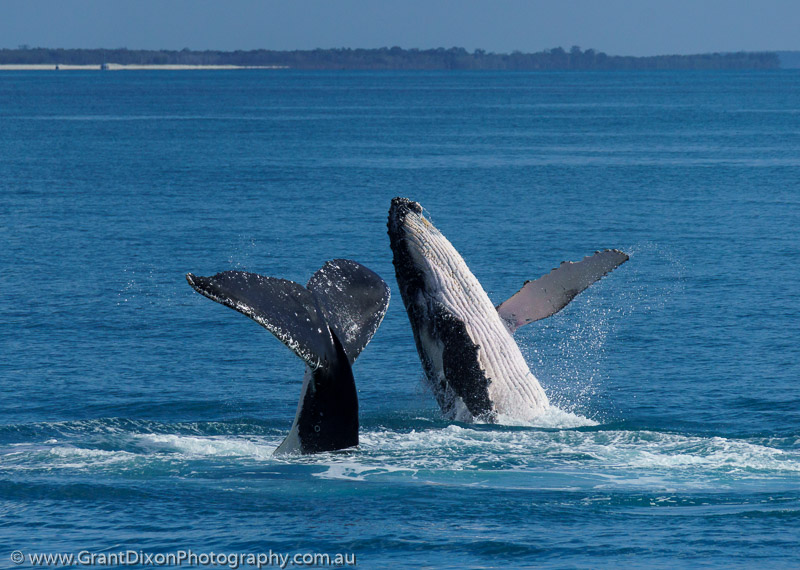 image of Hervey humpback mother & calf