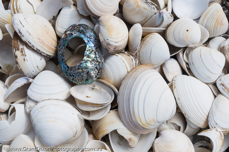 image of Big Bay shells