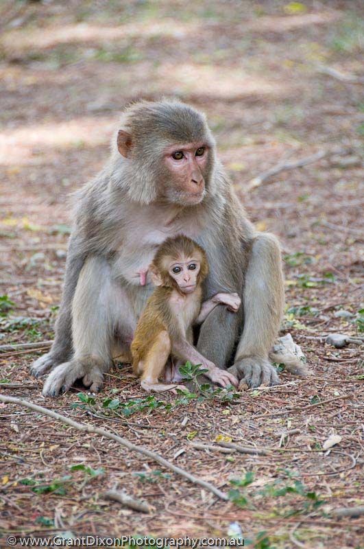 image of Macaque & baby
