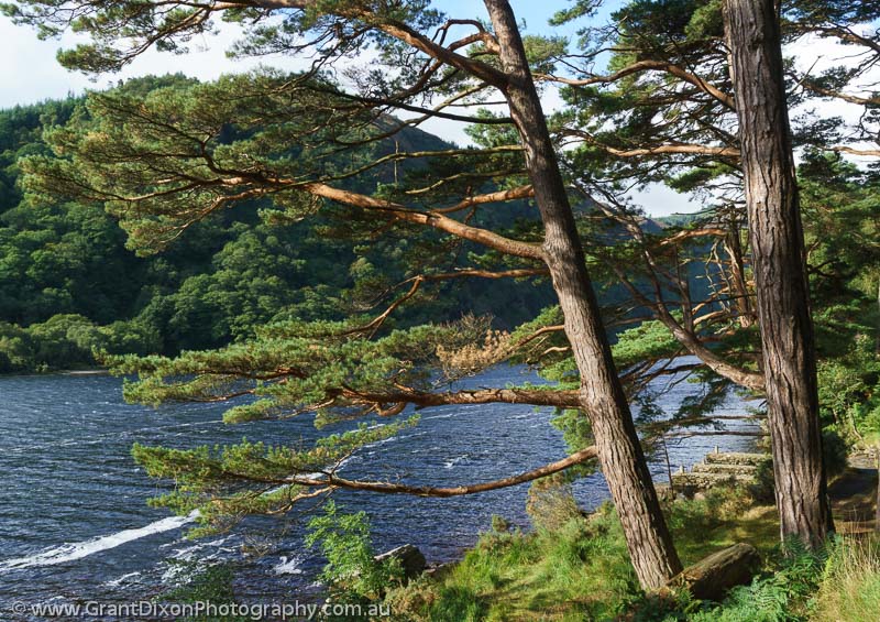 image of Glendalough Scots Pines