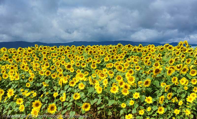 image of Hokkaido sunflowers 1