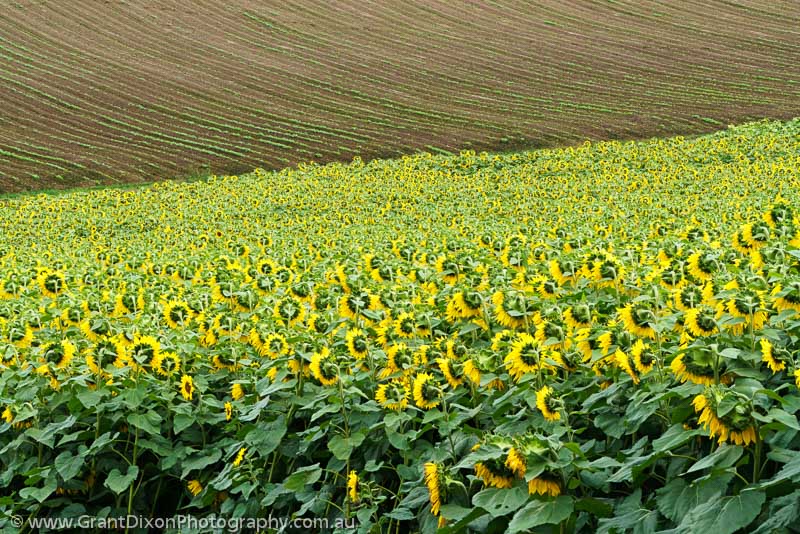 image of Hokkaido sunflowers 2