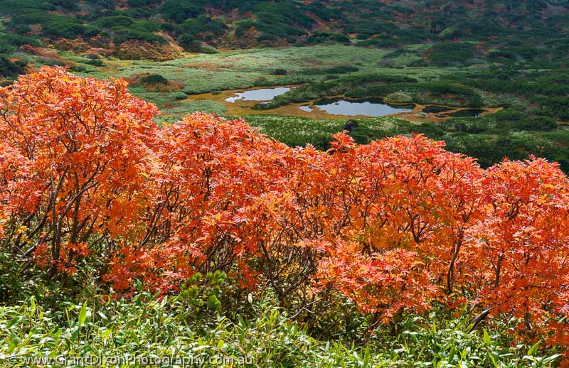 image of Daisetsuzan autumn 5