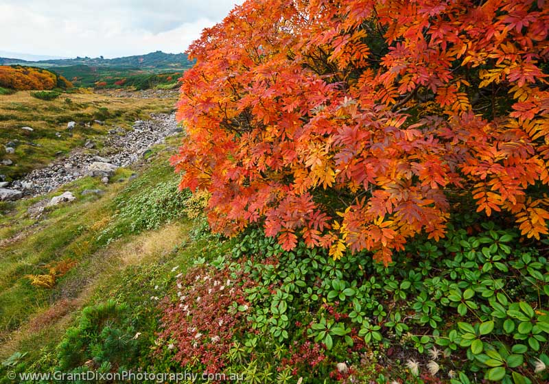image of Daisetsuzan autumn 3
