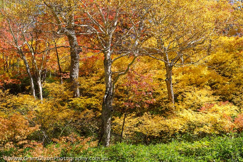 image of Daisetsuzan autumn 8