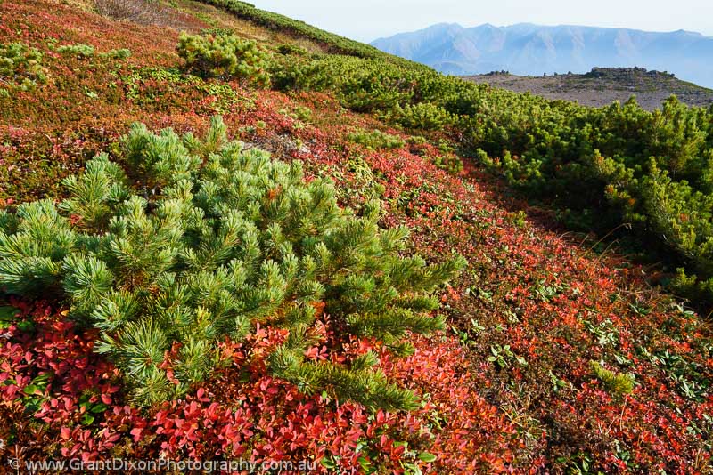 image of Daisetsuzan alpine autumn 1