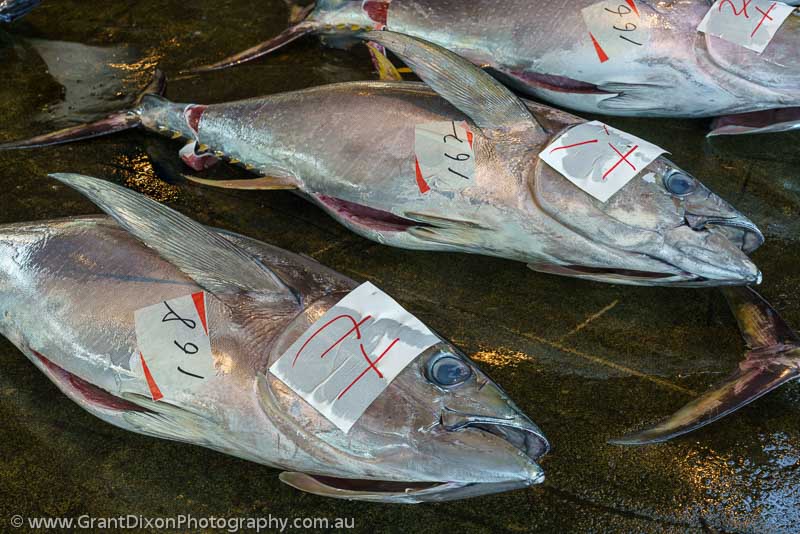 image of Tuna auction