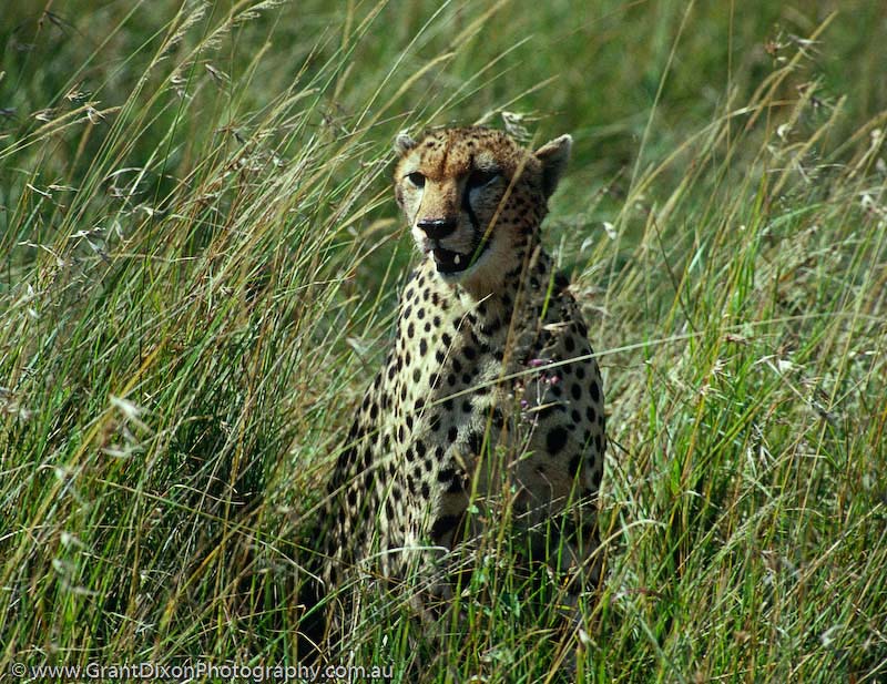 image of Masai cheetah